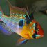 amino-sassy cichlid-da2569e3