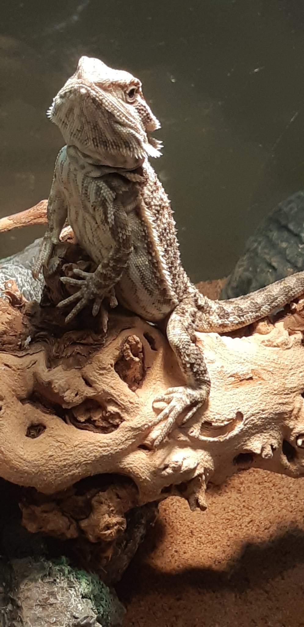 Introducing Puff the bearded dragon | Wiki | Reptiles Amino