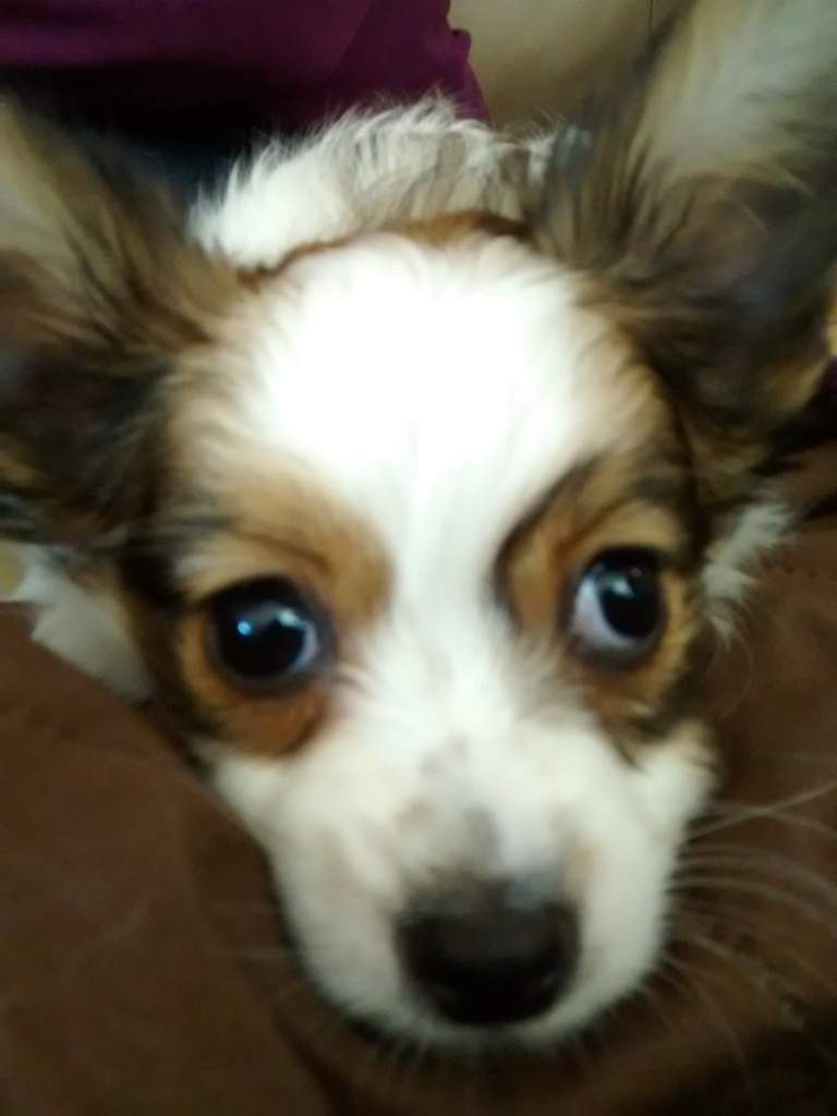 Laydee The Baby Papillon Dogs Amino