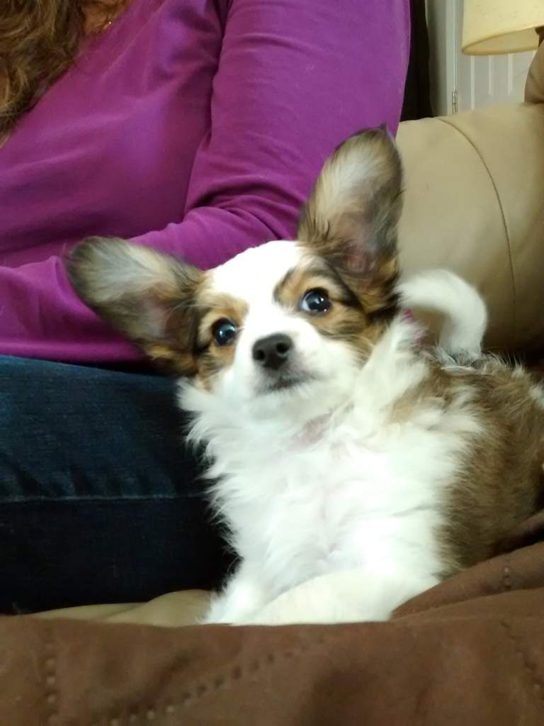 Laydee The Baby Papillon Dogs Amino