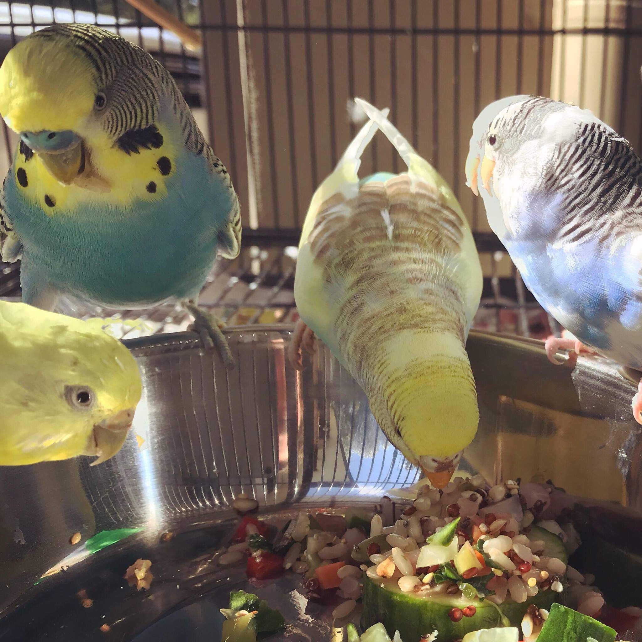 Chop 🥕 | Wiki | Budgie/Parakeet Amino Amino