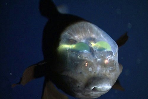 the barreleye fish