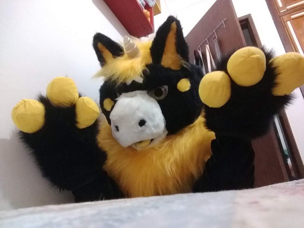 Nova Fursuit Sansei Sensei Furry Português Amino