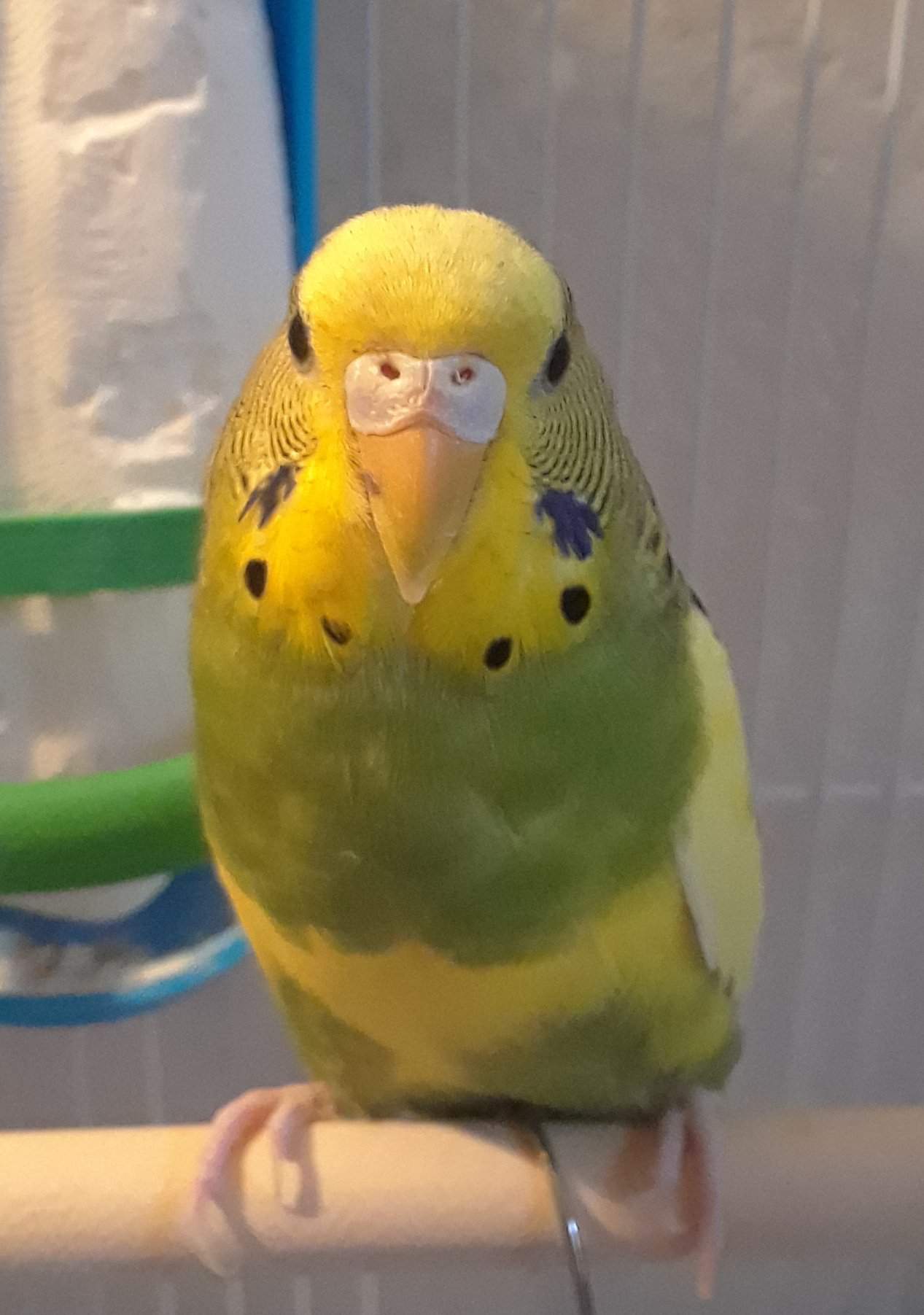 Clover🍀 | Wiki | Budgie/Parakeet Amino Amino