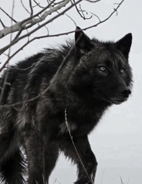 Aspen | Wiki | wolf roleplay Amino
