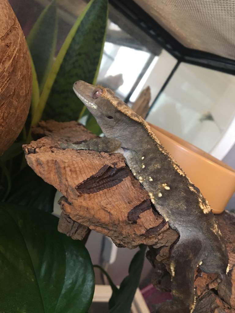 reptile feeding ledge