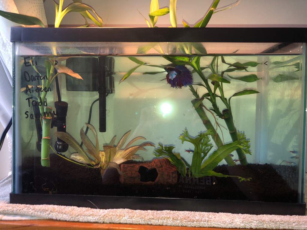 Eli’s tank has changed a lot, first we had black fake gravel and silk ...