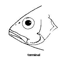 Fish mouth function picture