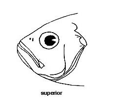 Tubular mouth fish image