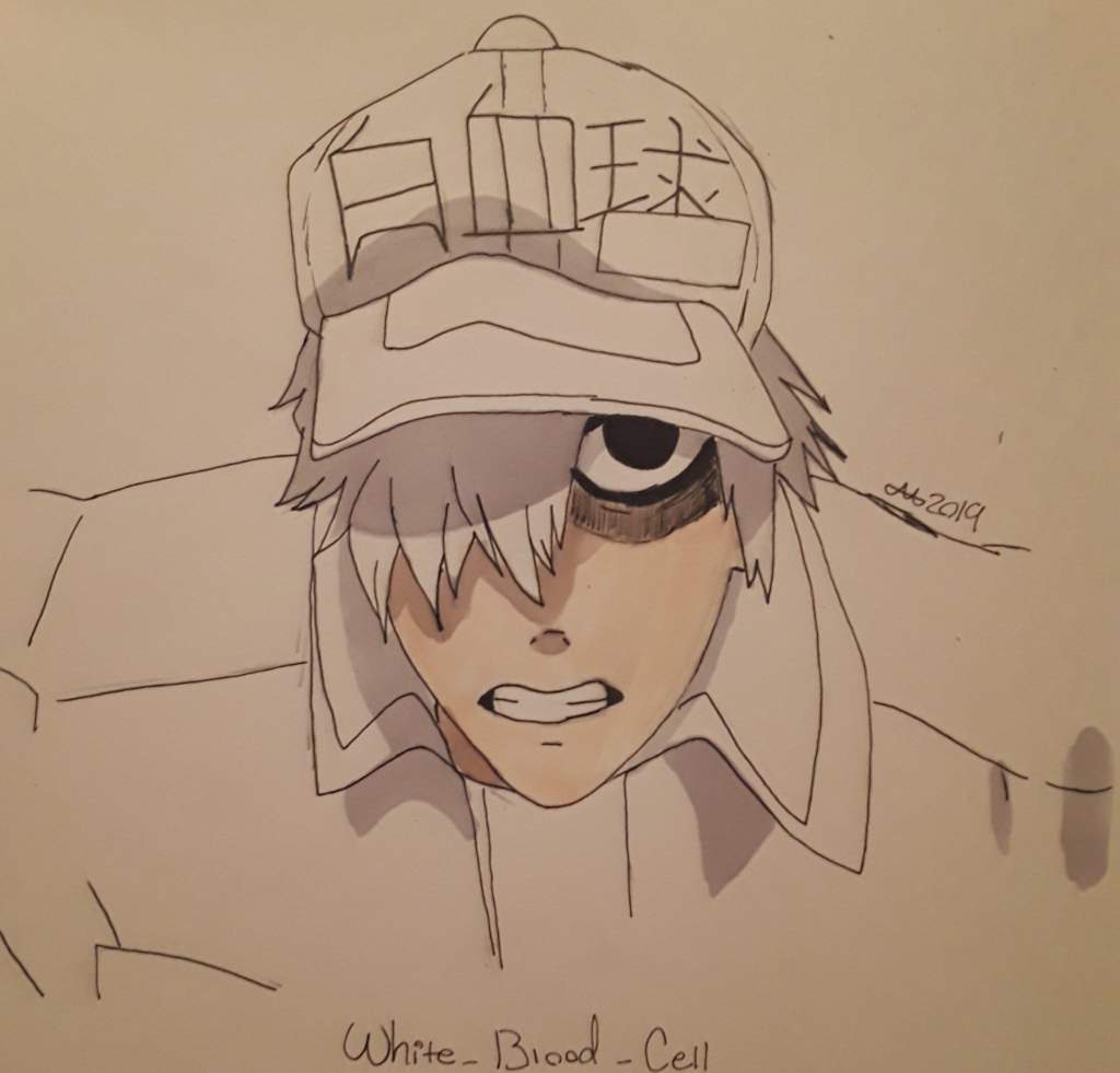 White Blood Cell Cells At Work Hataraku Saibou Amino