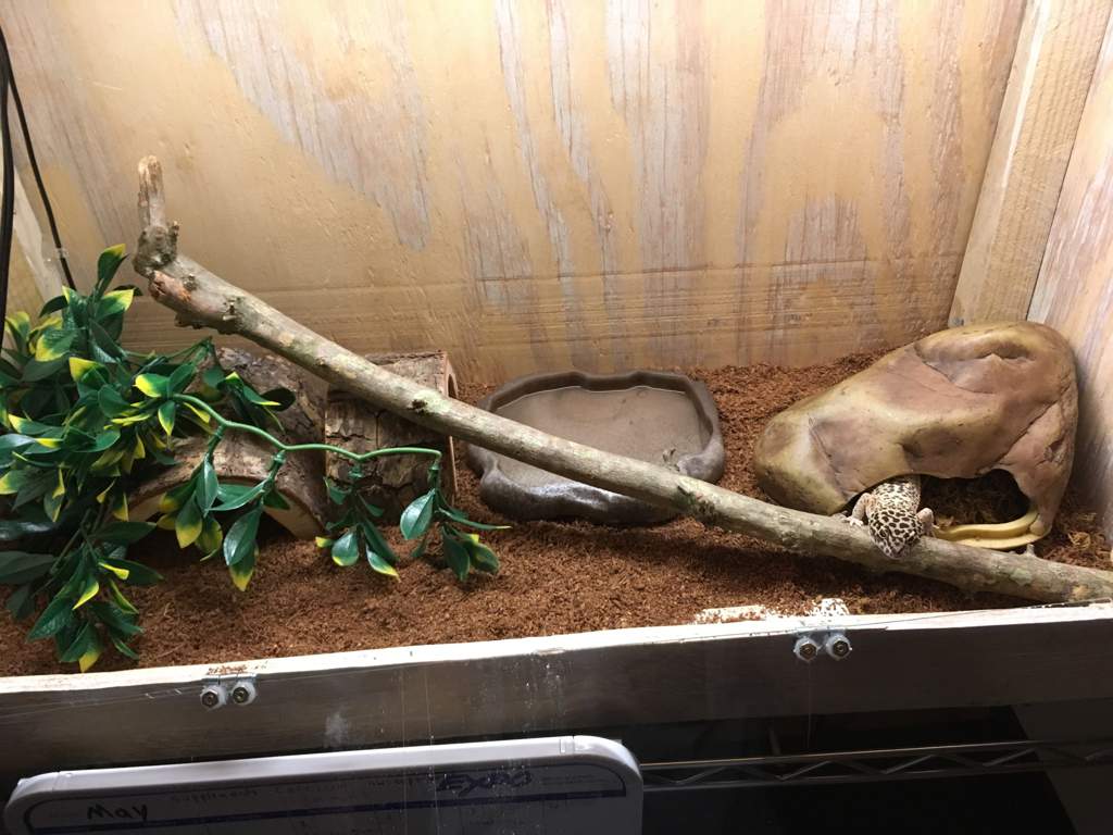 How To Safely Prepare Wood For Reptiles | Wiki | Reptiles Amino