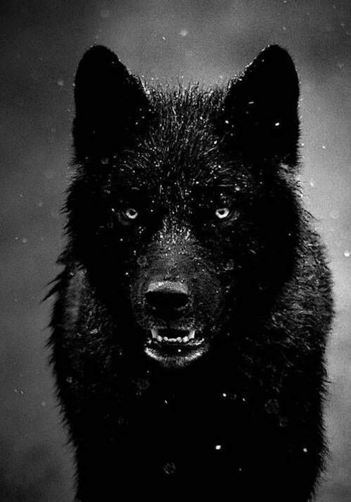 Les loupsgarous 🐺 Harry Potter Fr Amino