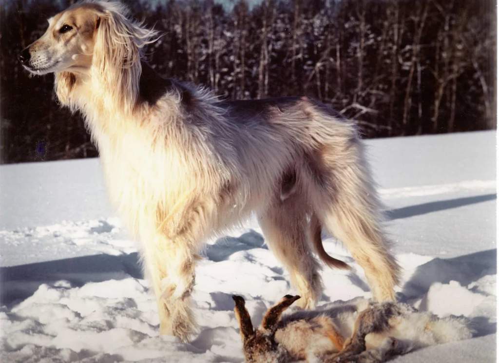 Баламут собака фото