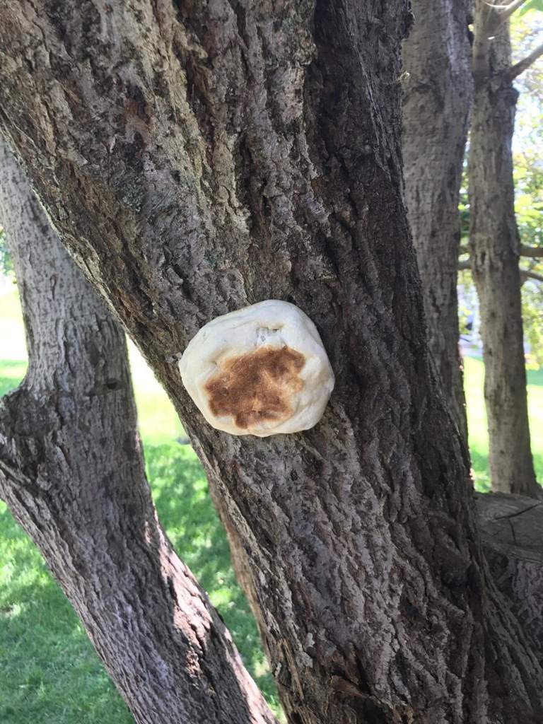 pictures of bread that have been stapled to trees