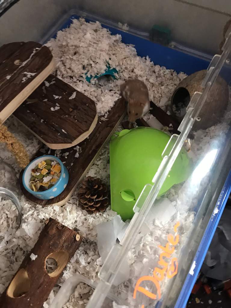 Current cage setup | Hamsters! Amino