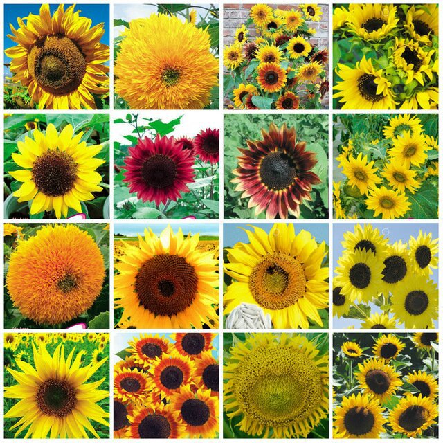 Helianthus annuus(Girasol) | Amino Jardinería Amino