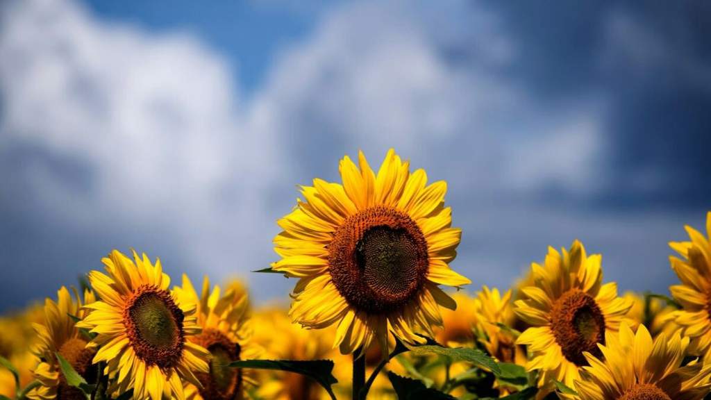 Helianthus annuus(Girasol) | Amino Jardinería Amino