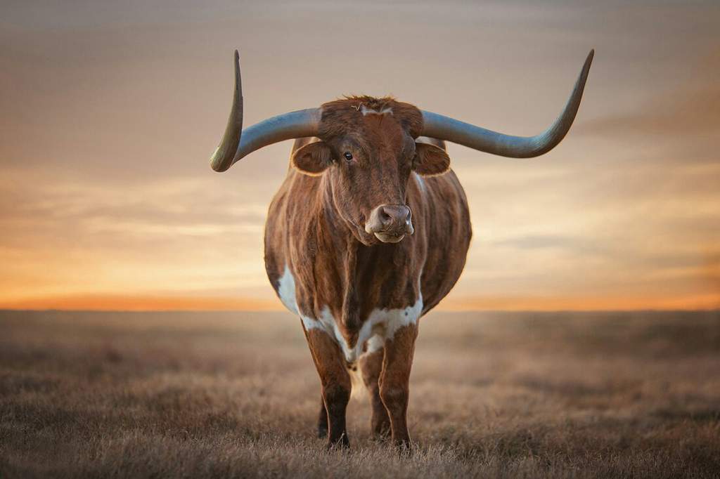 texas-longhorn-info-group-post-animal-roleplay-amino-amino