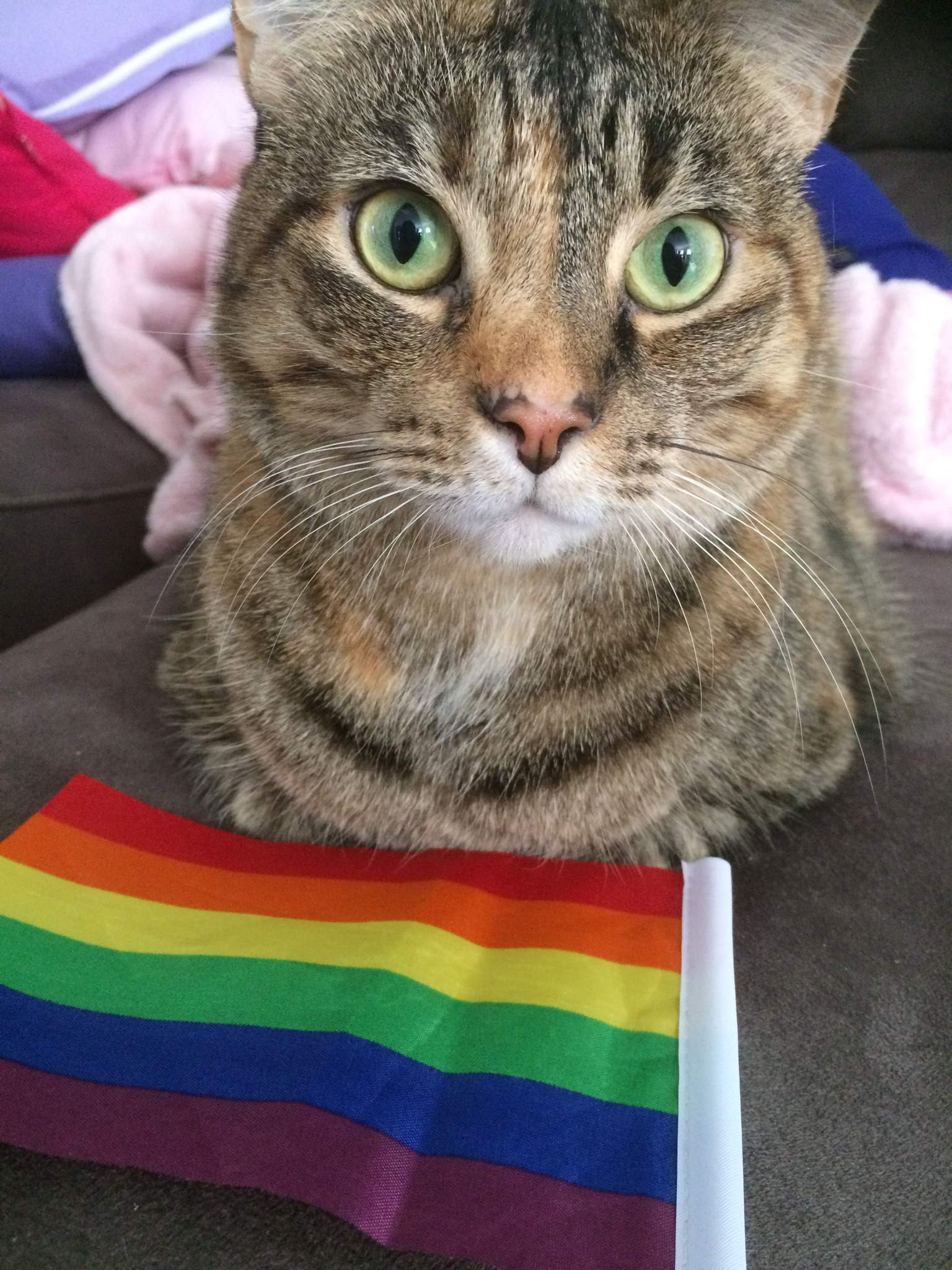 Pets with Pride Flags. | LGBTQ TEENS+ Amino