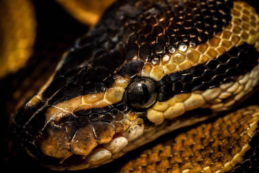 eye of the serpent snake amino amino