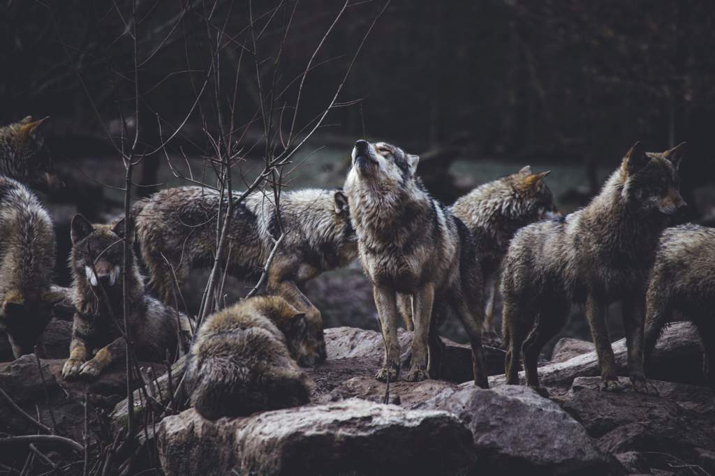 japanese wolf japanese wolf