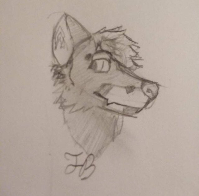 Rico Coyote | Wiki | Furry Amino