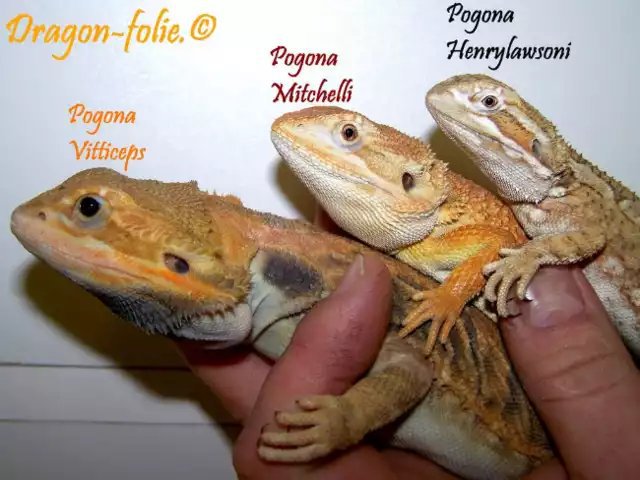 rankins-dragon-wiki-reptiles-amino