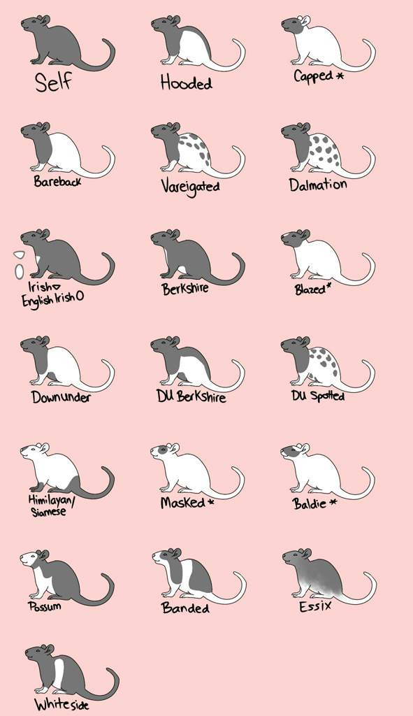 *Old Guide* Varieties | Wiki | Pet Rats🐀 Amino