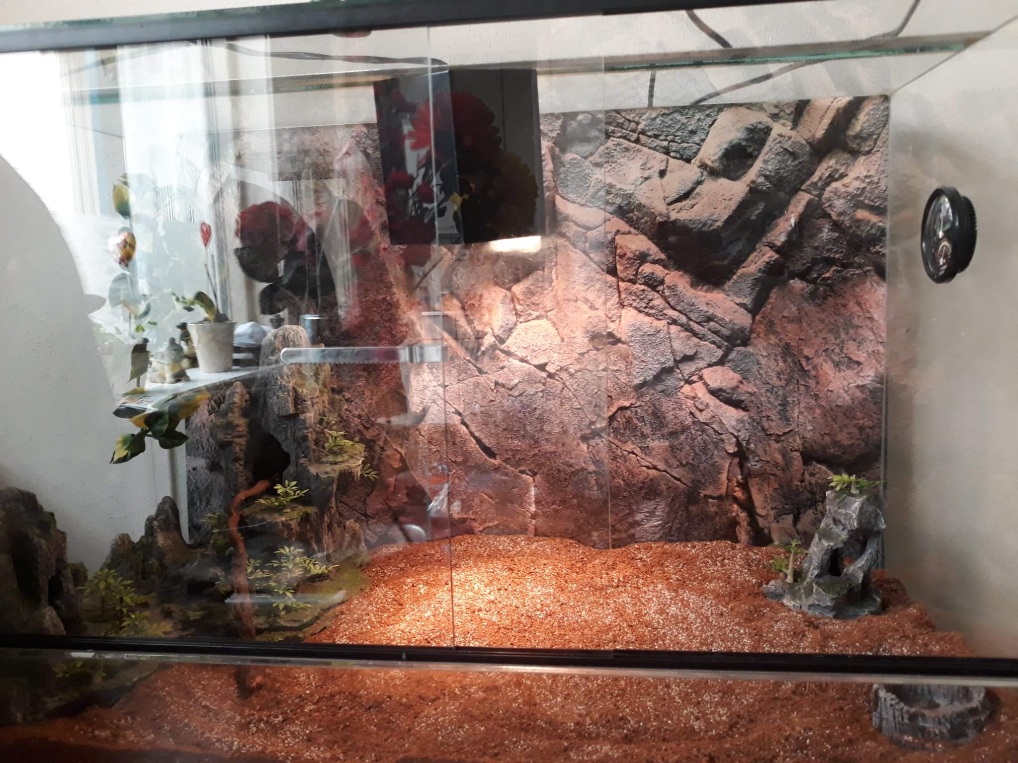 the difference between the new and the old terrarium of ryu | Reptiles ...