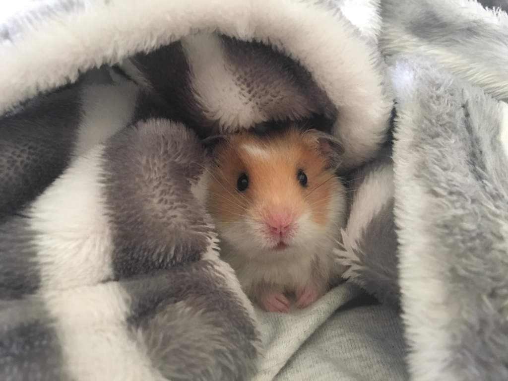 Cuddly Boy Hamsters Amino