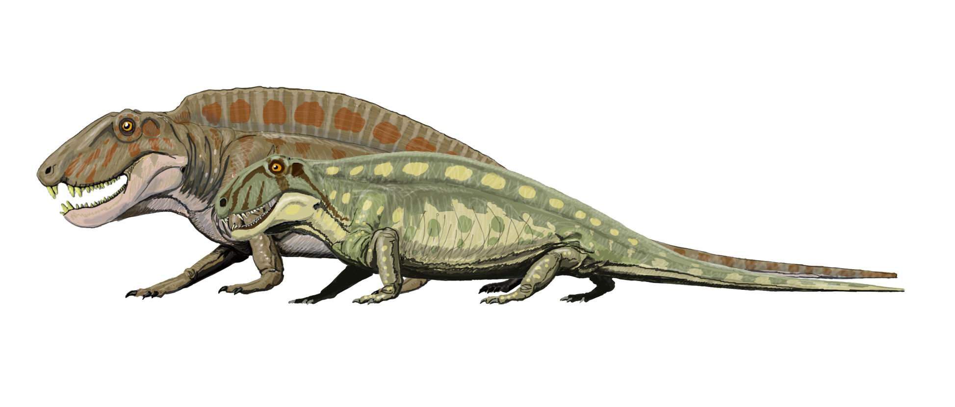 Sphenacodon | Wiki | Amino Paleontología Amino