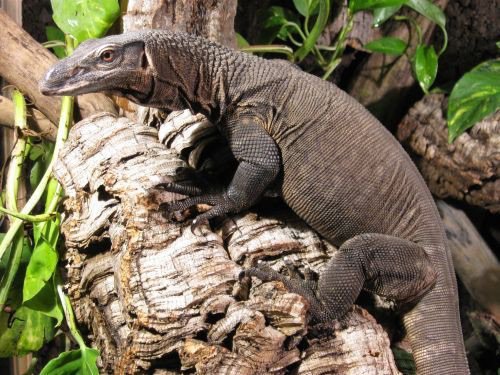 Black Rough Neck Monitor Wiki Reptiles Amino