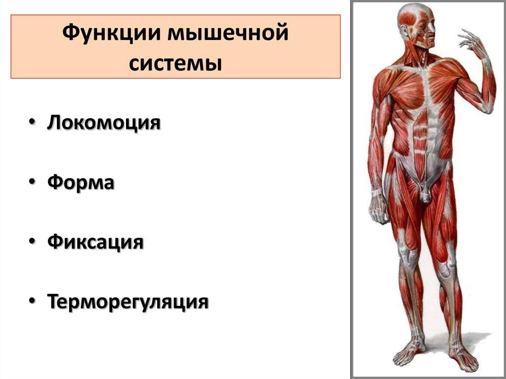 Укажите функции мышечной системы