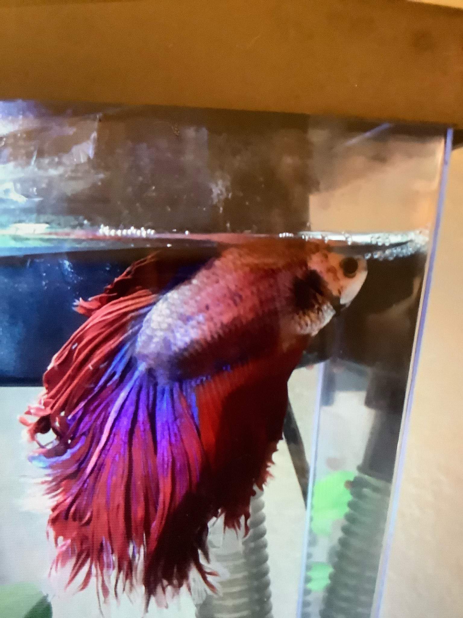 Confused Fish | Wiki | Pets Amino