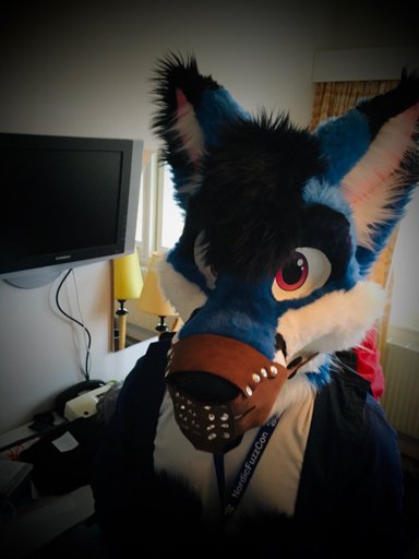 Saphi Fox | Wiki | Furry Amino