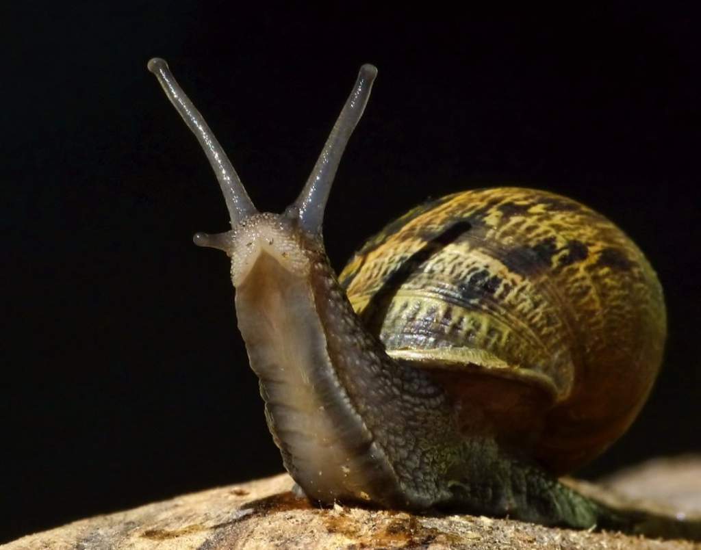 Garden Snail Care Wiki Reptiles Amino