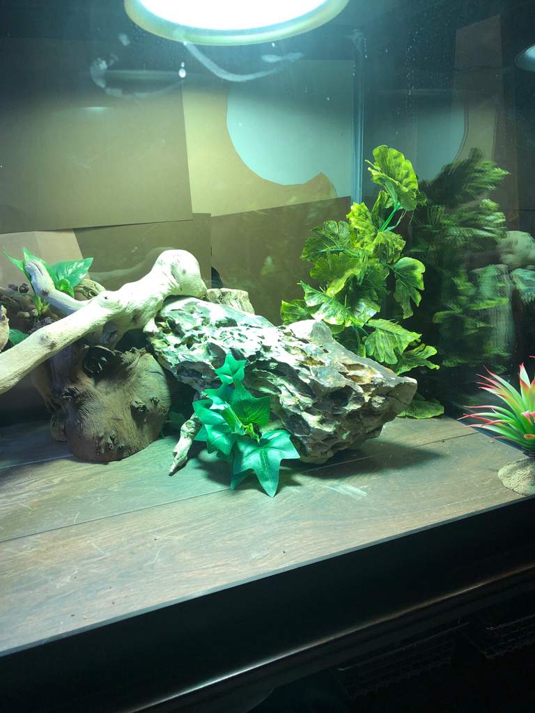 Rate my bearded dragon’s 75 gallon enclosure out of 10! | Pro Bearded ...