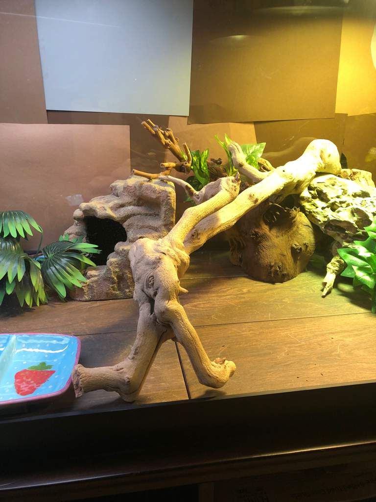 Rate my bearded dragon’s 75 gallon enclosure out of 10! | Pro Bearded ...