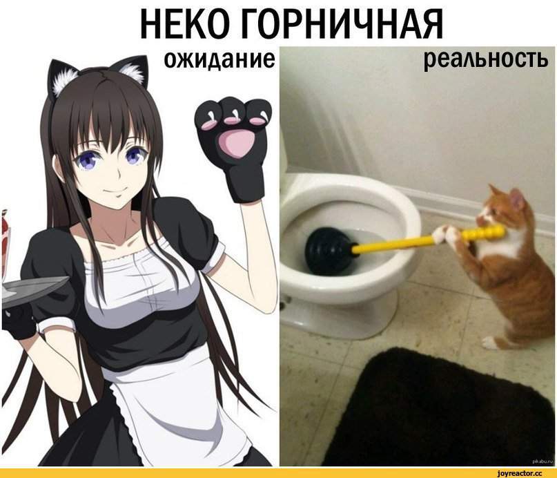 Кошка уборщица картинка