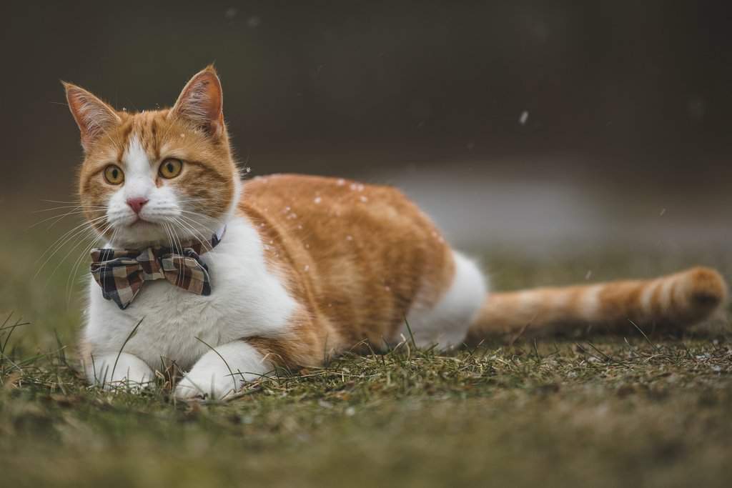 Бело рыжий кот. Кошка рыжая с белым. Рыже белые коты. Котики рыжие с белым. Рыжий кот с пятнами.