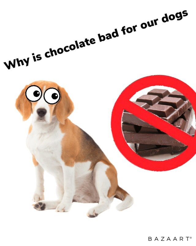 Why Dogs Can T Eat Chocolate Pets Amino   81b78e54a6f6221c734c65ca5ec79744a36ca9d2r1 640 800v2 Hq 