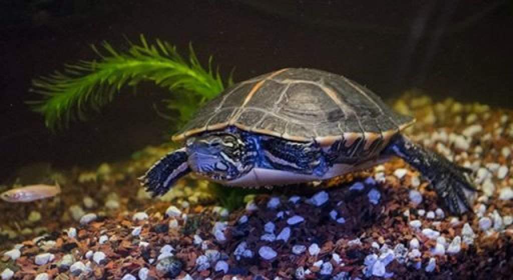 Turtle Substrate | Wiki | Pets Amino