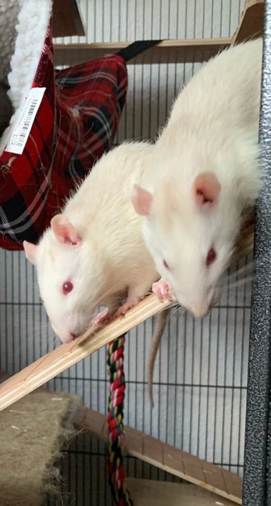 Blind Rat 1 And 2 | Wiki | Rodents Amino Amino