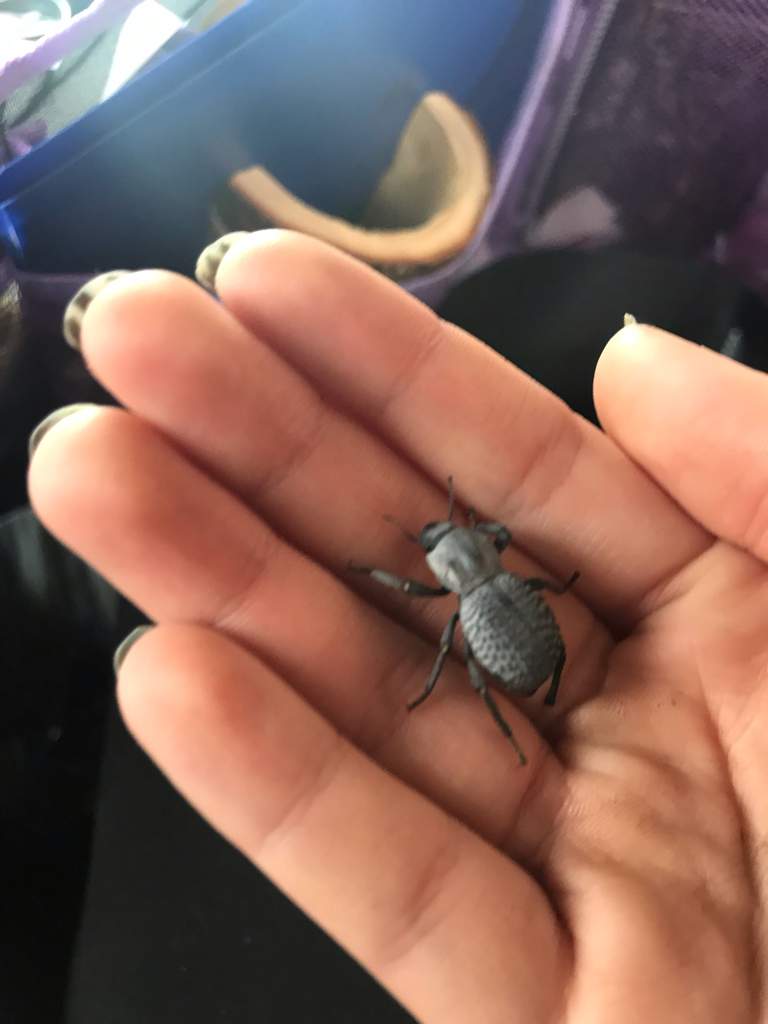 Blue Death Feigning Beetle Care Guide | Wiki | Reptiles Amino