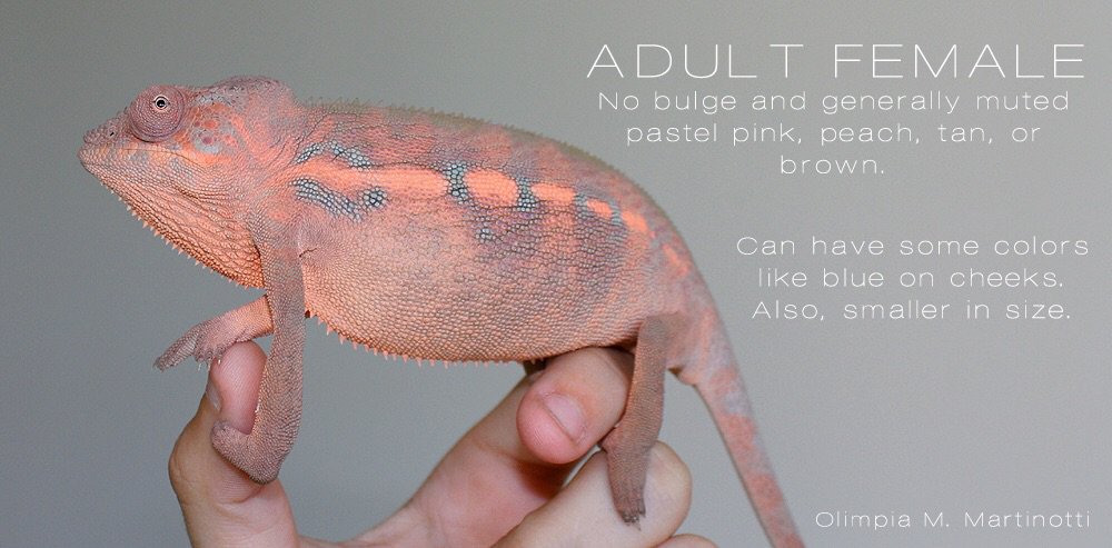 Panther Chameleon Care Guide | Wiki | Reptiles Amino