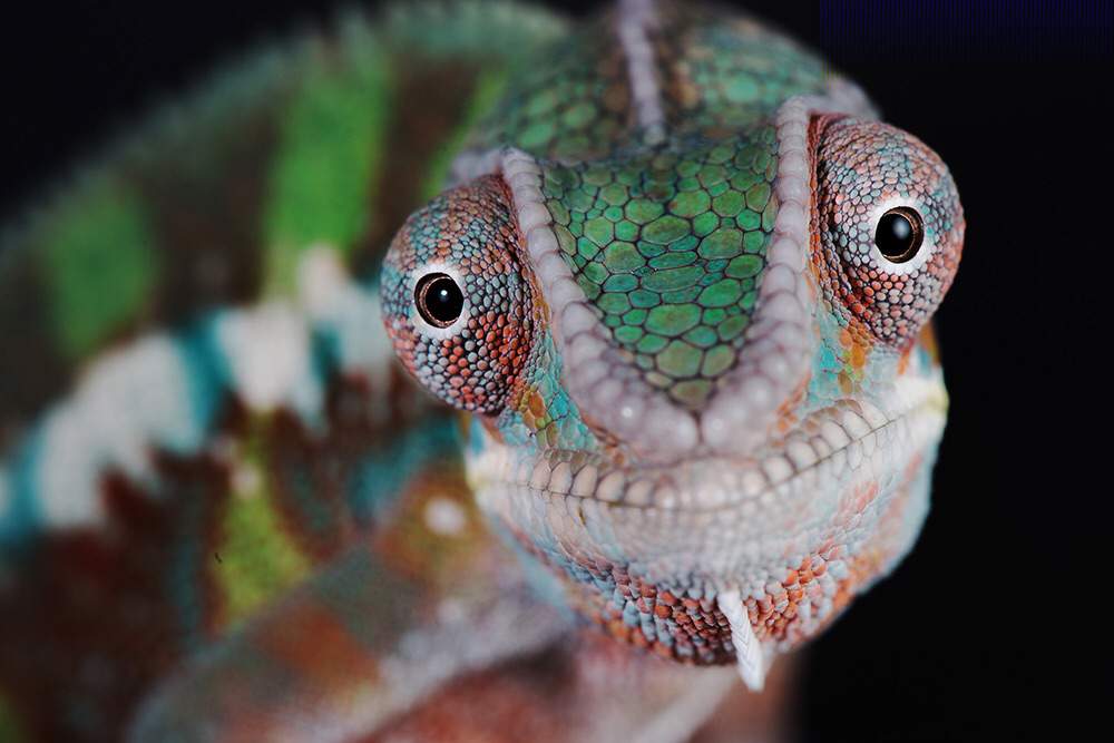 Panther Chameleon Care Guide | Wiki | Reptiles Amino