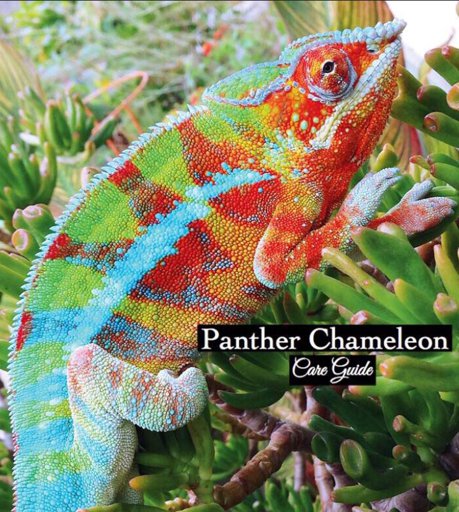 Panther Chameleon Care Guide | Wiki | Reptiles Amino