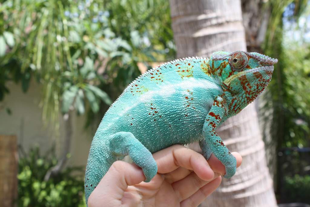 Panther Chameleon Care Guide | Wiki | Reptiles Amino