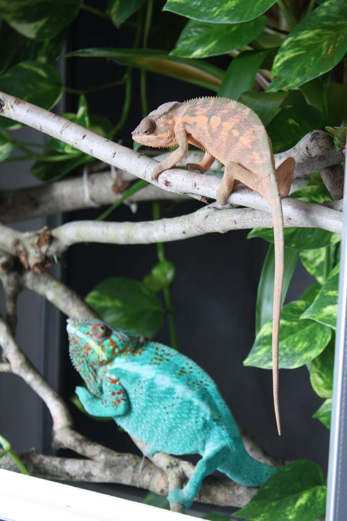 Panther Chameleon Care Guide | Wiki | Reptiles Amino