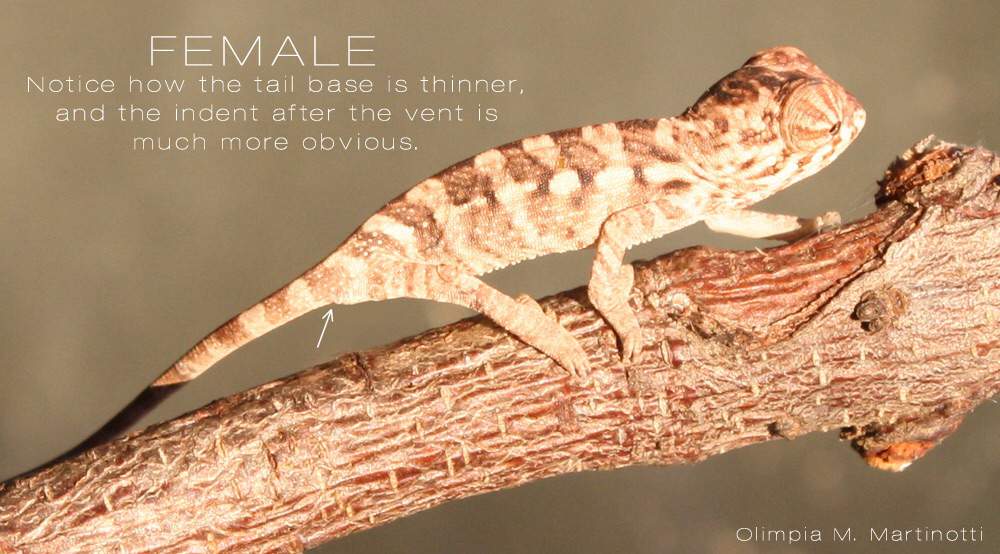 Panther Chameleon Care Guide | Wiki | Reptiles Amino